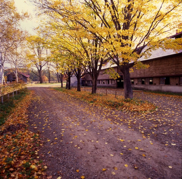 小岩井農場の紅葉