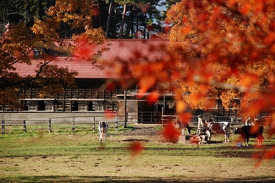 小岩井農場の紅葉